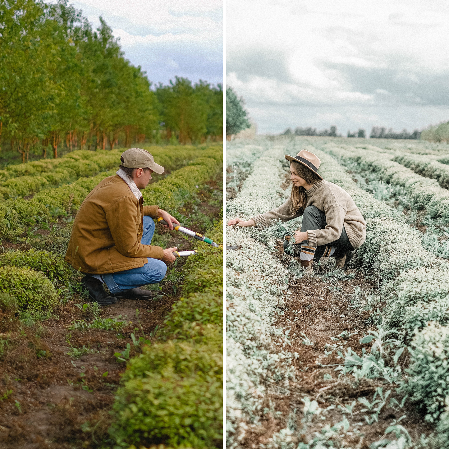 Pastel Green | Free Lightroom Preset By Lily Grace